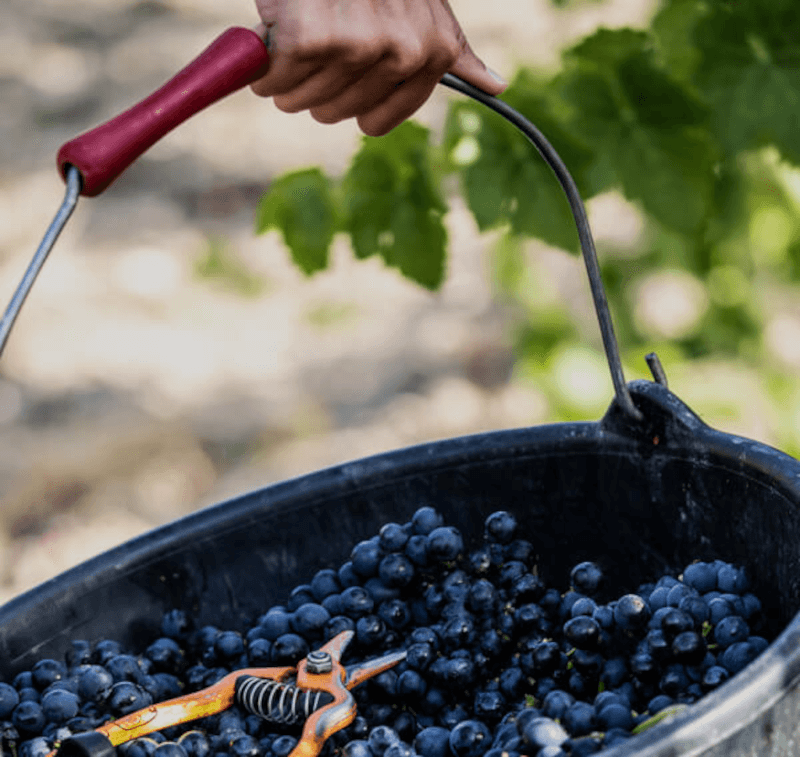 レ・ヴィニュロン・ド・ラン・エンクラーヴ・デ・パプ ブドウの収穫