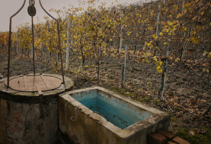 ブドウ畑の印象