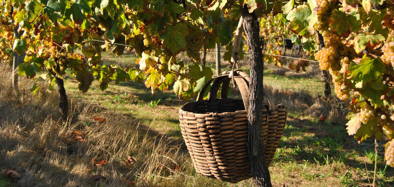 キンタ・ダ・リシャのブドウ樹