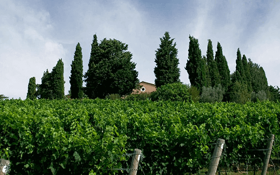 テヌータ・ディ・ビゼルノ