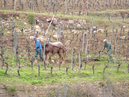 ドメーヌ・シュランバーゼーのコムトワ産駒の活躍