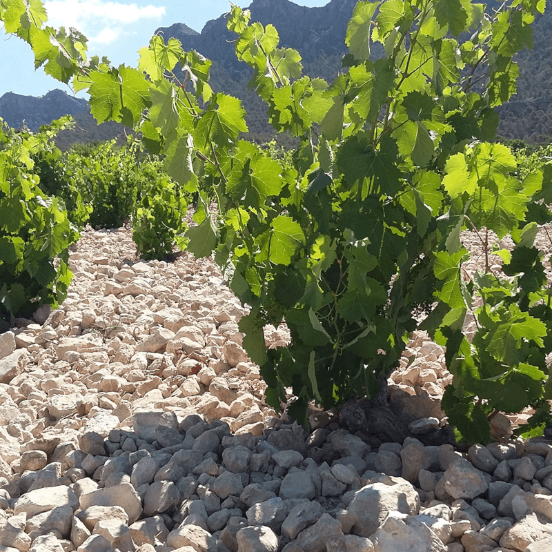 ボデガス・アルセーニョの最も重要なブドウ品種であるモナストレル