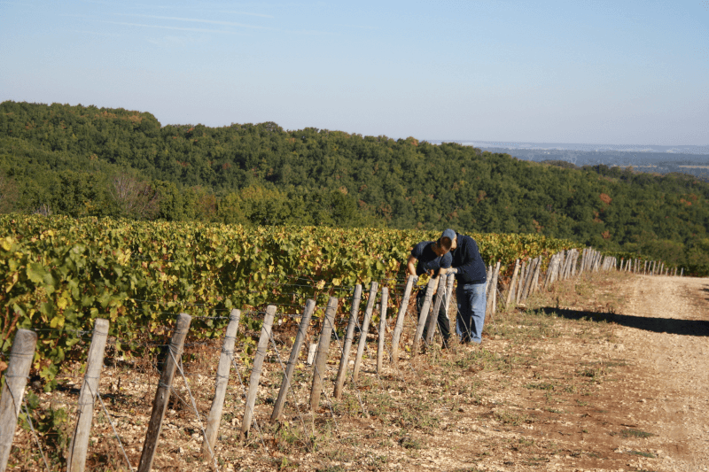 ドメーヌ・フィリップ・グーリーのブドウ畑にて