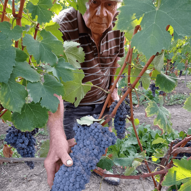 Cascina Carlot ワイン醸造家