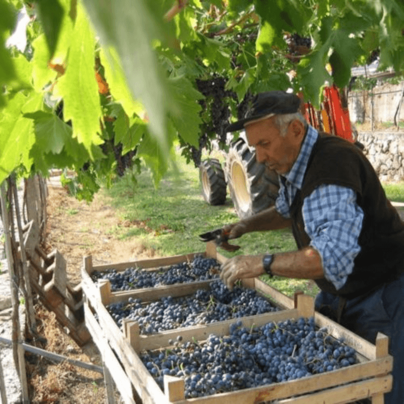 ステファノ・アコーディーニ氏の仕事ぶり ステファノ・アコーディーニ氏の仕事ぶり