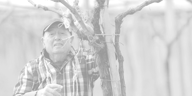 ブドウ畑での作業 ブドウ畑での作業