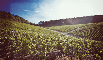 ウィリアム・フェーヴルのブドウ畝