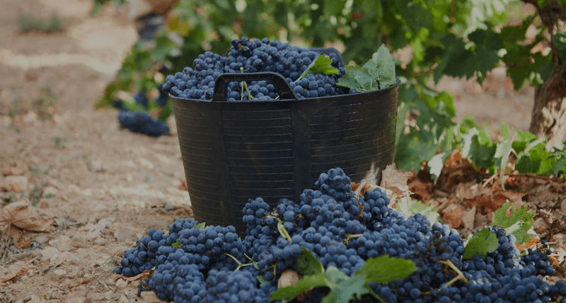 ボデガス D マテオス・ヴィンテージ