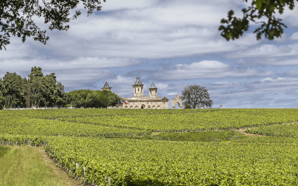 シャトー周辺のブドウ畑