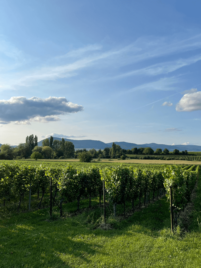 カール・パフマンのブドウ畑