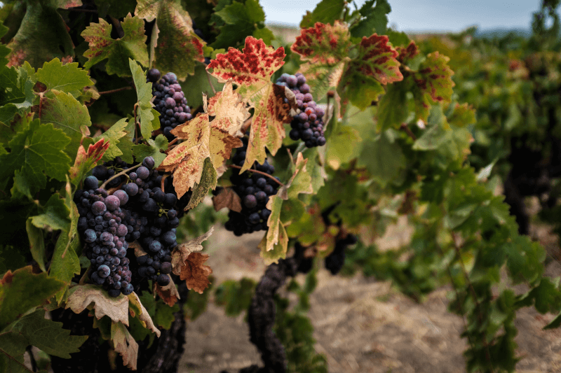 Zinfandel-Reben-in-Sonoma