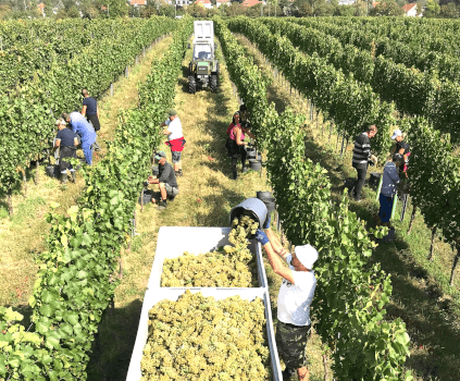 コルウェンツで収穫 コルウェンツで収穫