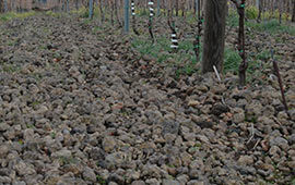 ブドウ畑の火山岩
