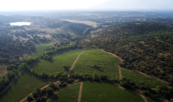 モンテ・ダ・ラバスキーラ・ヴィンヤード