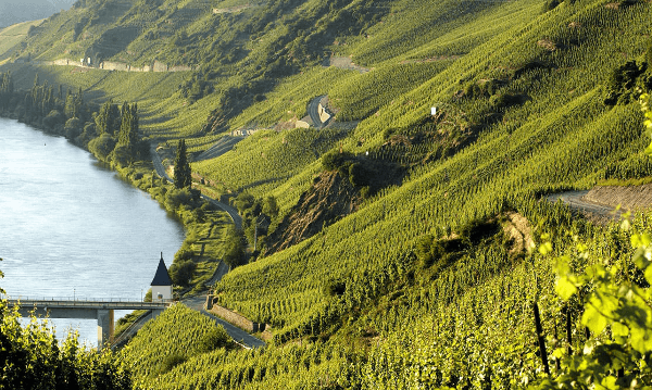 ロッシュのブドウ畑の眺め
