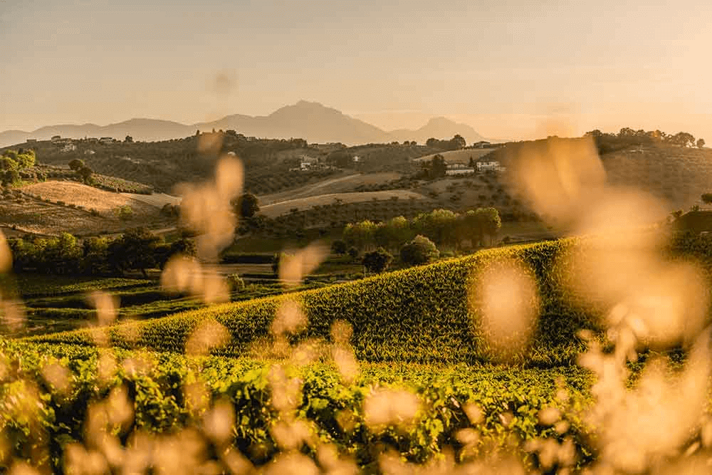 コンテッサの故郷