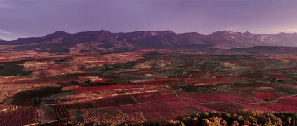 ディナスティア・ビバンコ リオハ ディナスティア・ビバンコ リオハ