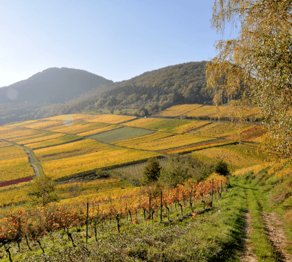 ドクター・ヴェアハイムのブドウ畑