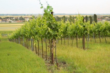 ヴァイト家のブドウ畑 ヴァイト家のブドウ畑