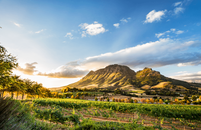 Stellenbosch-Suedafrika-Weinhange