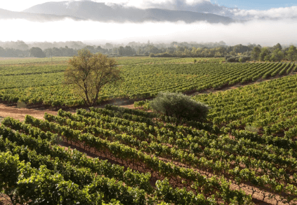 Villa Vallombrosaのブドウの木 Villa Vallombrosaのブドウの木