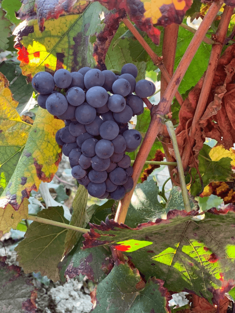 マルケージ・ディ・モンタルトのブドウ マルケージ・ディ・モンタルトのブドウ