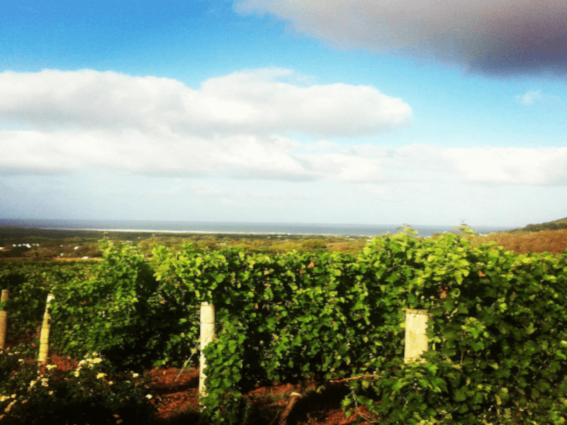 ケープ・ポイント・ヴィンヤード Vineyards by the Sea