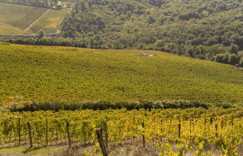 ヴィニャマッジョ・ヴィンヤード ヴィニャマッジョ・ヴィンヤード