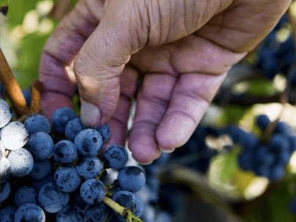 メドックの宝、赤ブドウ