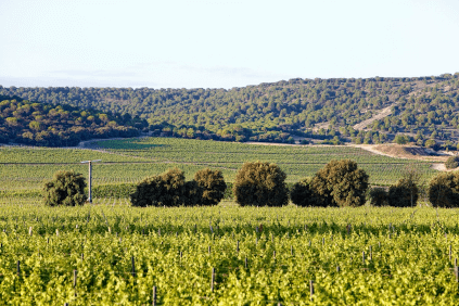 アバディア・レトゥエルタのブドウ畑