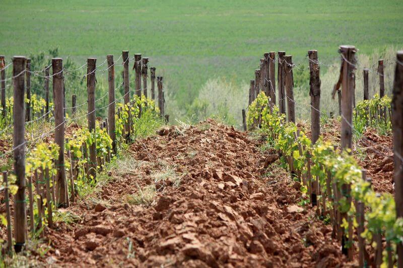 Casanova di Neri Reben