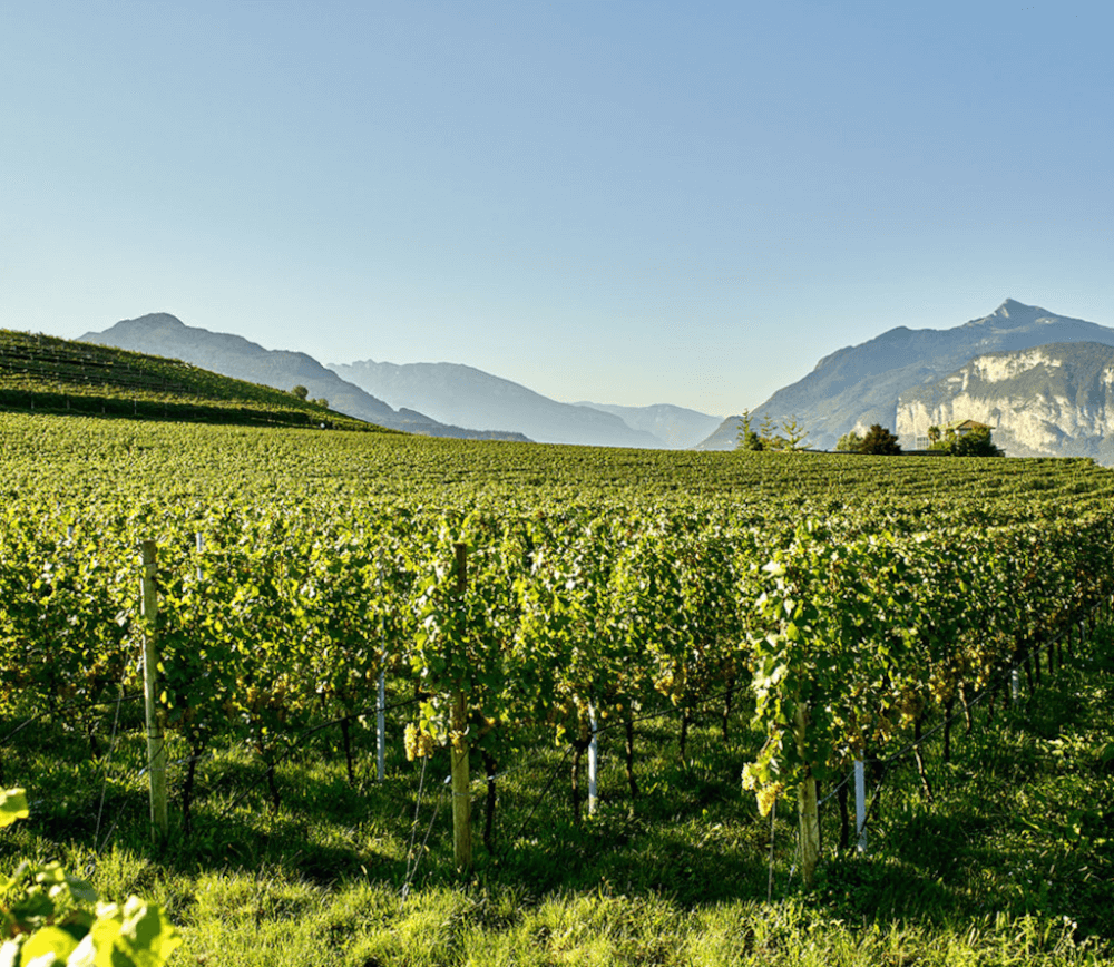 モンティ・パリーディ・トレンティーノ・ラ・ヴィス