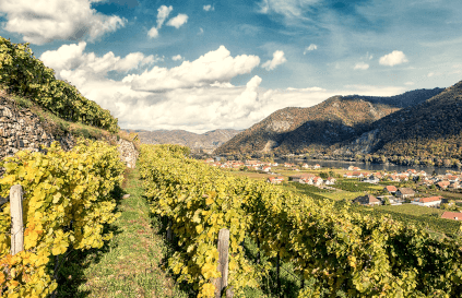 ルディ・ピヒラーのワイン産地