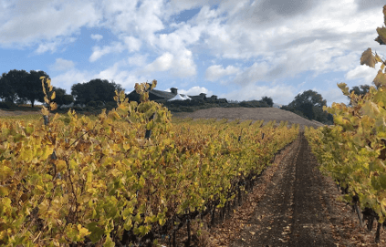 ロデレール・エステートのブドウ畑