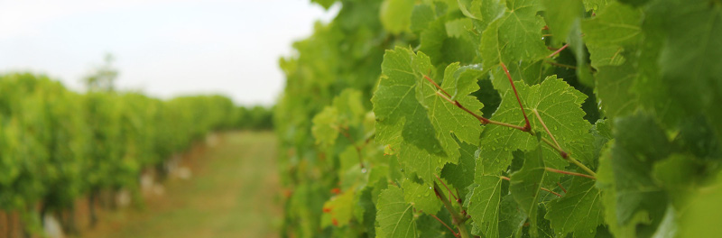 ここでワインは熟成される ここでワインは熟成される