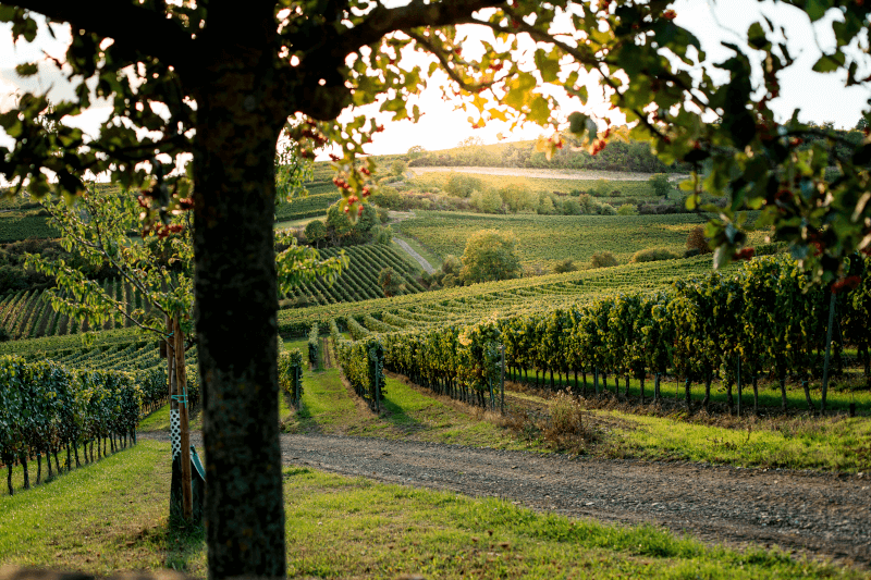 メッツガー・ワイナリーのブドウ畑 メッツガー・ワイナリーのブドウ畑