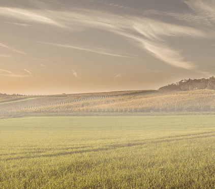 クライヒガウのブドウの木の長い列 by Klumpp クライヒガウのブドウの木の長い列 by Klumpp