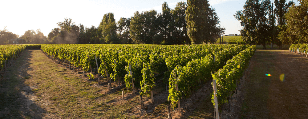 シャトー・モンラベール