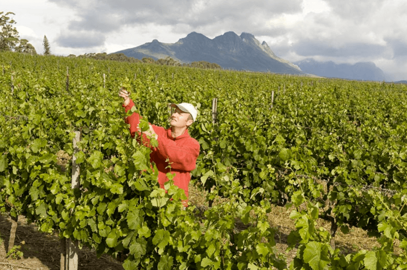 ヴィリエラワインの収穫 ヴィリエラワインの収穫
