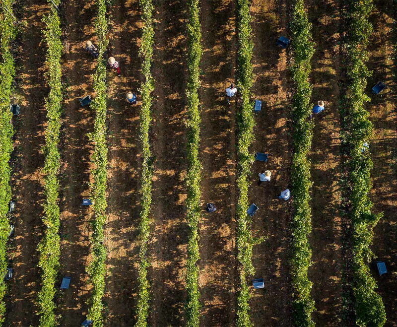 カンティーネ・ジェンティーリ ヴィンテージ カンティーネ・ジェンティーリ ヴィンテージ
