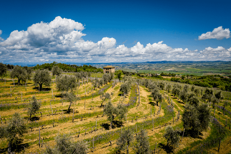 ビオンディ＝サンティのブドウ畑