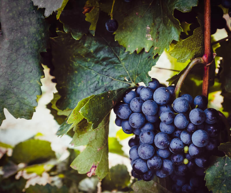 トライバウマーズの青ブドウ トライバウマーズの青ブドウ