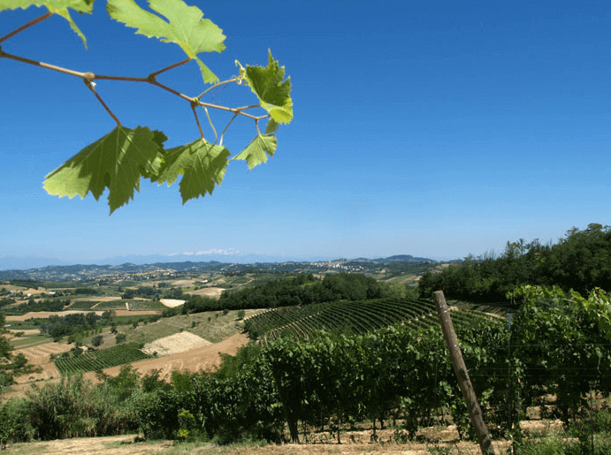 プルノット・ヴィンヤード プルノット・ヴィンヤード