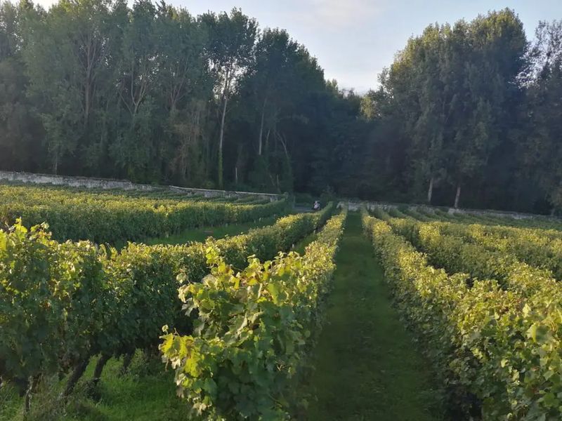 アミローのブドウ畑