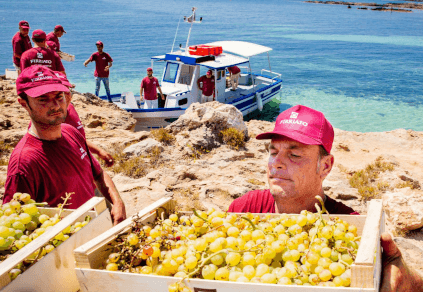 ブドウの輸送 Firriato ブドウの輸送 Firriato