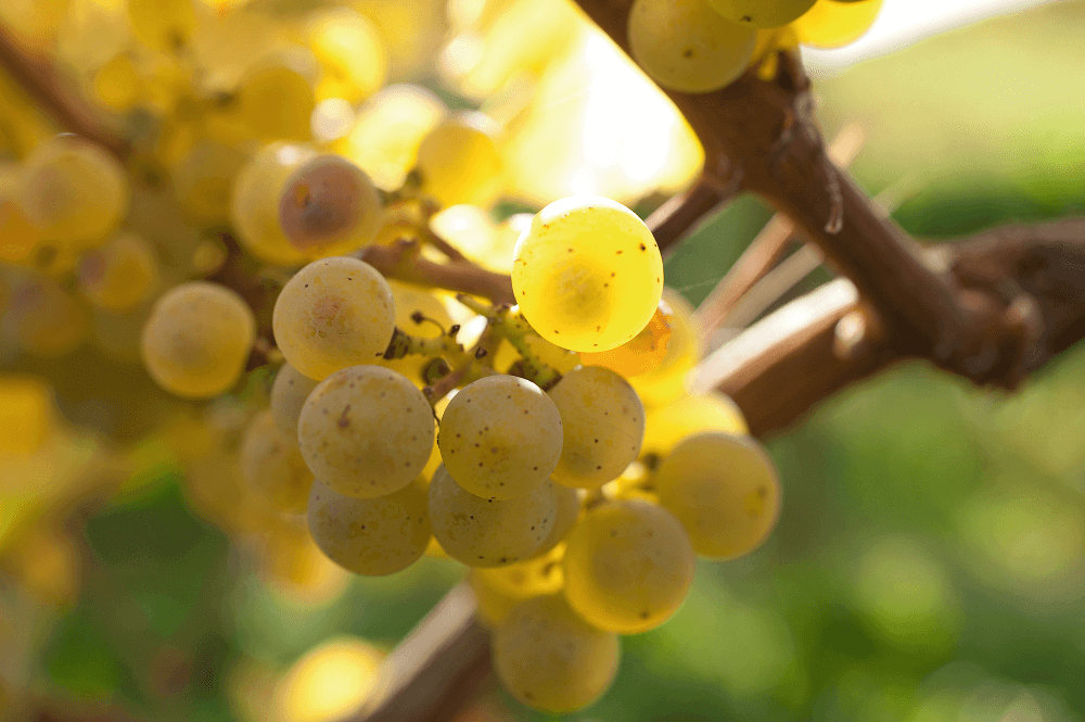 シュロス・フォルラッツ・ブドウ