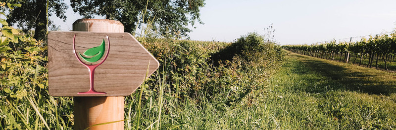 協同組合のブドウ畑 協同組合のブドウ畑