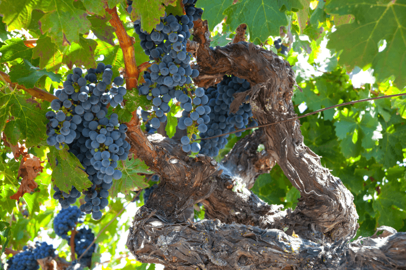 古木の葡萄 古木の葡萄