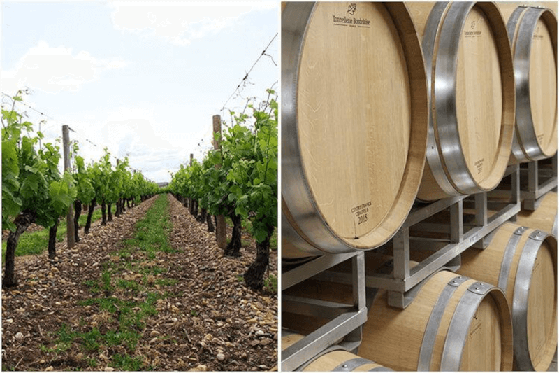 シャトー・バレイユ・デュ・ブラン 葡萄の樹と樽 シャトー・バレイユ・デュ・ブラン 葡萄の樹と樽