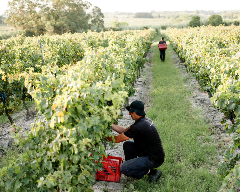 Bracco Bosca Weinlese